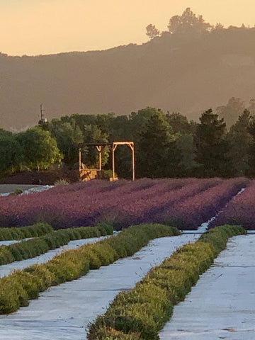 The Benefits of Lavender Soap Before Bed