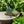 Two Eucalyptus Mint soap bars on a wooden stand with a eucalyptus forest in the background