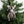 Ornament - Forest Animal - Racoon