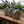 Three soaps with 'Potager Soap Co.' branding on a wooden surface with lavender in the background.