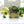 Rosemary Lemongrass Soap – Fresh, Clean & Uplifting